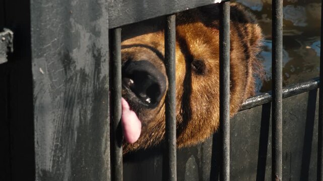 A brown bear looks through the black metal bars of an enclosure at the zoo. The wild animal sticks its nose between the cage bars while swimming in a pool.