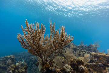 Branching coral sticks up with blue water backdrop on tropical coral reef © Pete Niesen Photo