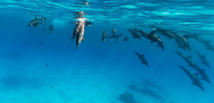 Intelligent and playful Red Sea Spinner dolphins, Stenella longirostris, swim in clear blue tropical waters