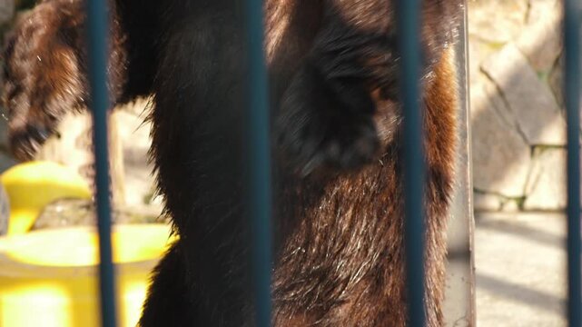 A large brown bear stands on its hind legs in an enclosure behind vertical metal bars. The predator, wet after swimming, begs for treats from zoo visitors on a sunny day