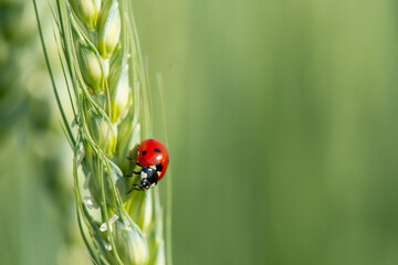 A seven-spotted ladybug is captured in exquisite detail as it delicately walks through a wheat ear. The background is softly blurred, highlighting the ladybug's beauty. © imartsenyuk