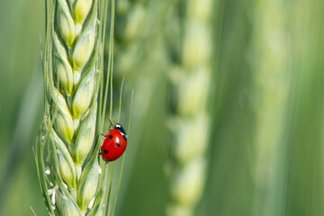 A seven-spotted ladybug is captured in exquisite detail as it delicately walks through a wheat ear. The background is softly blurred, highlighting the ladybug's beauty. © imartsenyuk