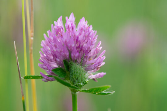 Red clover flower (Trifolium pratense) blooming in the field. Summer floral background. Close-up.