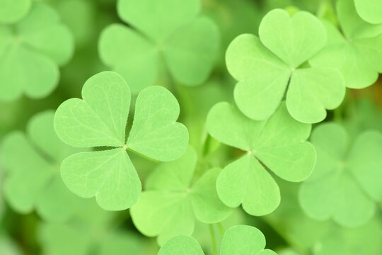 Green three-leaved shamrocks (Oxalis acetosella). Wood sorrel background.