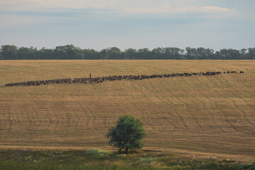 Obraz premium Flock of sheep and shepherd on pasture. Tree in foreground, horizon line far away. Rural landscape.