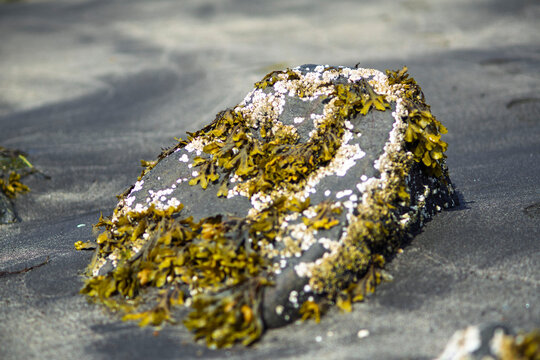 Seaweed and barnacles on volcanic rock embedded in black sand beach in Iceland