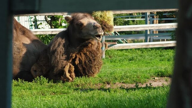 A two-humped Bactrian camel rests on a green lawn while chewing food in its paddock. The view of the exotic animal opens up through the wooden fence elements of the enclosure on a sunny day.