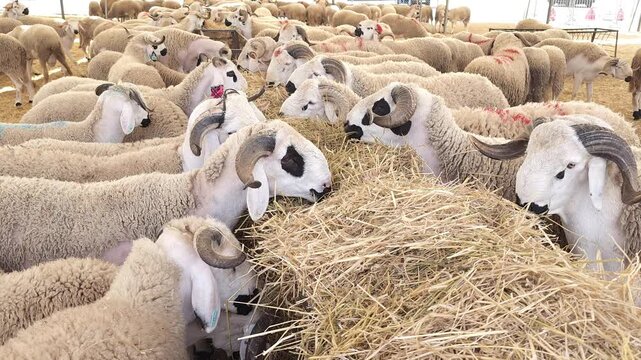 A large flock of traditional Moroccan Sardi sheep and rams with distinctive black eye patches standing in a pen and eating hay from a feeder at a local market or farm, prepared for Eid al-Adha.