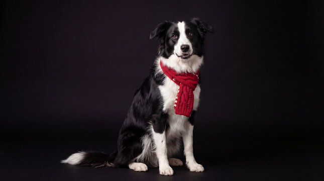 Shepherd mix standing for a holiday portrait, alert posture and textured coat highlighted by clean lighting, wearing a red scarf.