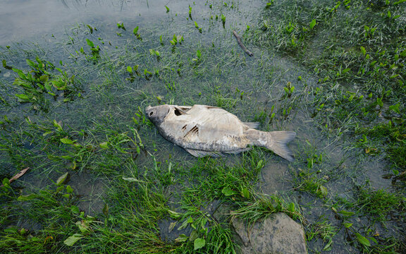 Dead fish by the lake 