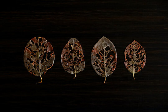 Four skeleton autumn leaves in a row on dark wooden background, flat lay