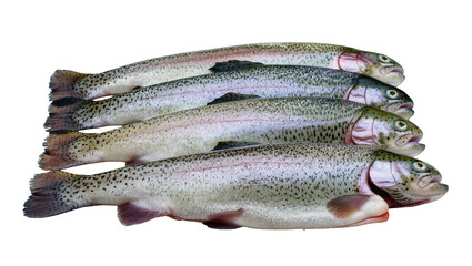 Isolated fresh raw rainbow trout fish ready for cooking, stacked together for market © Ioana