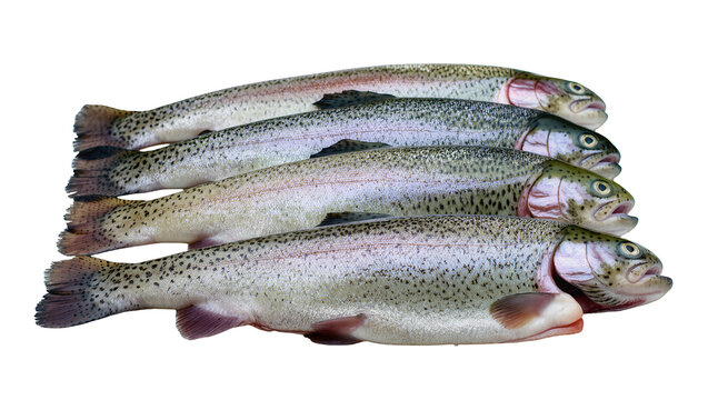 Isolated fresh raw rainbow trout fish ready for cooking, stacked together for market