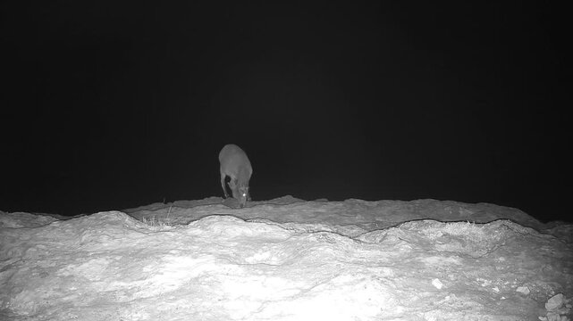 Pyrenean ibex (Capra pyrenaica) Recorded in Spain