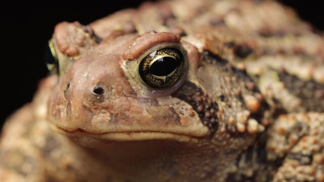 Close-up shot of an  American Toad. Shot in Minnesota.