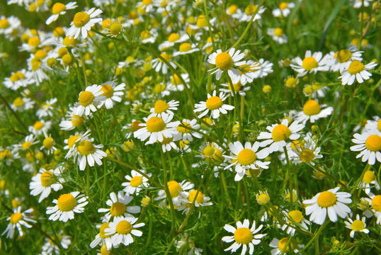 The beautiful, fragrant flowers of Matricaria chamomilla. A plant of immense value, both as a medicinal herb and for distilling its precious essential oil.