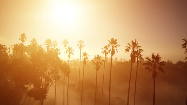 Aerial shot of fog and the rising sun behind a row of palm trees. Los Angeles California.