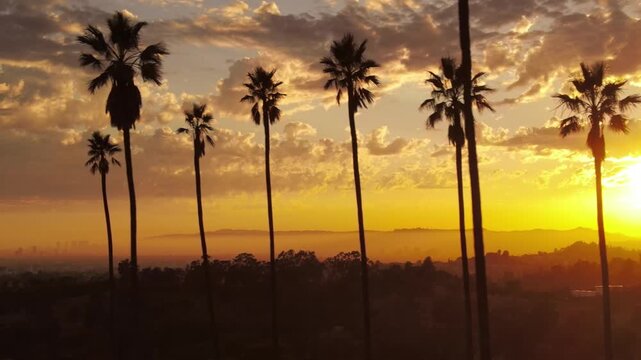 Aerial shot of dramatic clouds and the setting sun behind a row of palm trees. Los Angeles California.