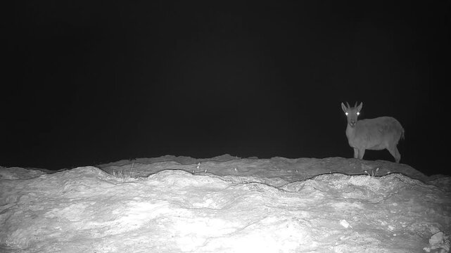 Iberian ibex (Capra pyrenaica) recorded in Spain