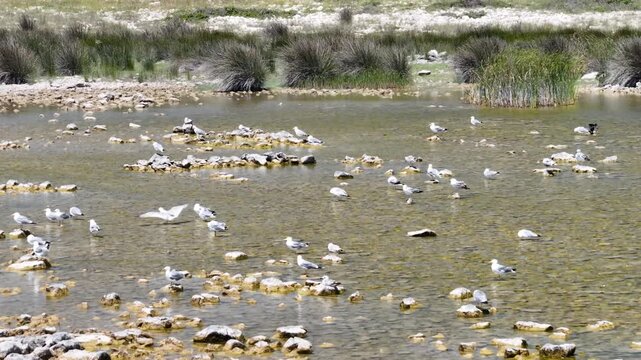 Aerial footage of birds gathered around Lake Sas within the protected ornithological reserve on Pag Island Croatia