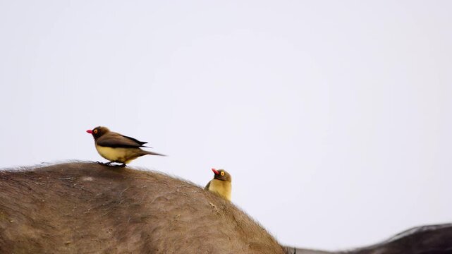 Two beautiful red billed oxpeckers (Buphagus erythrorhynchus) on an African Buffalo at Chobe National Park, Botswana, South Africa 