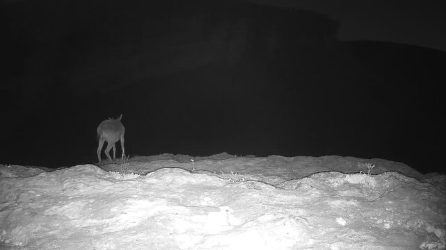 Pyrenean ibex (Capra pyrenaica) Recorded in Spain