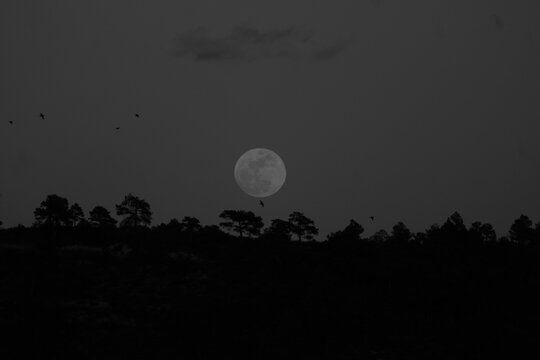 Luna llena brillante sobre silueta de bosque oscuro con aves volando en la noche. Paisaje nocturno misterioso, espeluznante y g&oacute;tico.