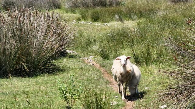 Aerial footage of sheep and a young lamb crossing a countryside road through the rugged landscape of Pag Island