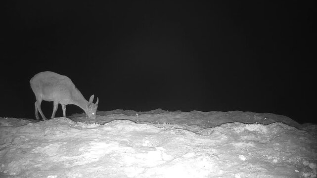 Iberian ibex (Capra pyrenaica) recorded in Spain