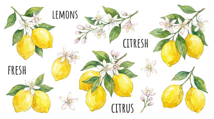 Fototapeta premium Artistic collection of hand drawn watercolor yellow lemon fruit illustrations featuring green leaf and white citrus blossom botanical elements for elegant graphic design compositions.