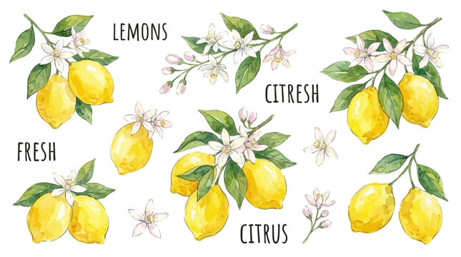 Artistic collection of hand drawn watercolor yellow lemon fruit illustrations featuring green leaf and white citrus blossom botanical elements for elegant graphic design compositions.