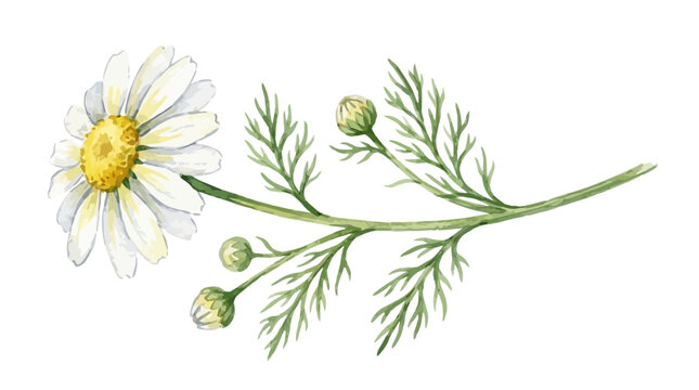 Elegant hand drawn watercolor chamomile flower botanical illustration on clean white background for decorative floral design element with delicate green leaves and yellow petal detail.