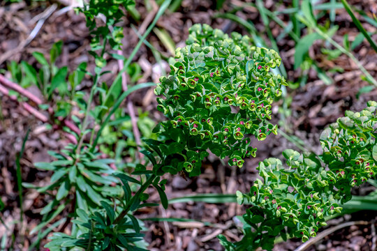Euphorbia x martinii ornamental spurge with spring flower bracts