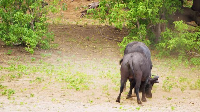 Two cape buffaloes (Syncerus caffer) clashing their horns, fighting in Chobe National Park, Botswana, South Africa 