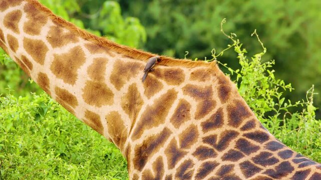 Close up of body of an African Giraffe eating leaves with red billed oxpecker birds on its back.
