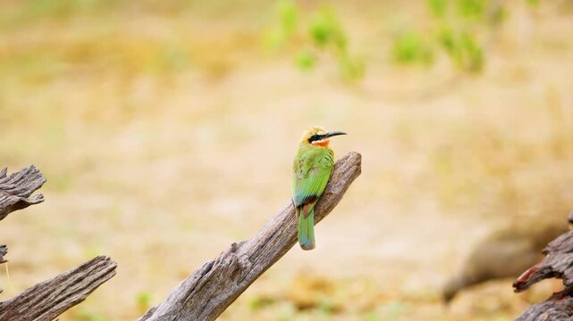 Close up of a White-fronted bee-eater perched on a branch at Chobe National Park, Botswana, South Africa 