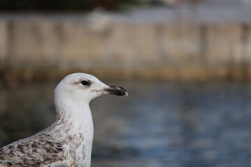 Juvenile seagull profile portrait near harbor water © Stepan