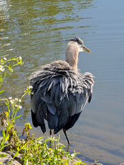 Fototapeta premium Great Blue Heron shaking feathers