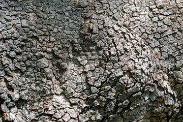 Fototapeta premium This image features the highly textured, cracked bark of an old tree.The surface exhibits a natural grey and brown colour pattern.The texture is rough with deep groves, often indicating a mature tree.