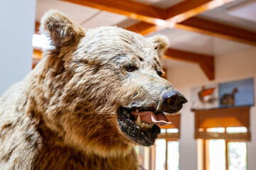 Obraz premium Bear JJ1 was a brown bear whose travels and exploits in Austria and Germany in the first half of 2006 drew international attention. JJ1, also known as Bruno in the German press, is believed to have be