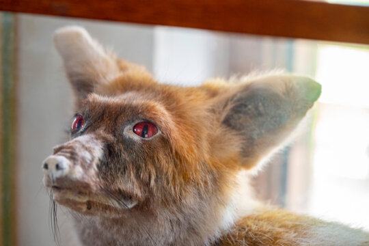 The dhole is a canid native to South, East and Southeast Asia. The sole member of the genus Cuon, it is anatomically distinguished from members of the genus Canis in several aspects: its skull is conv