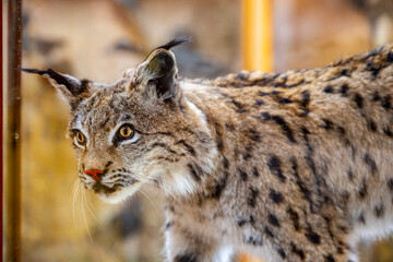 Fototapeta premium This image depicts a taxidermy specimen of a Eurasian lynx (Lynx lynx).The Eurasian lynx is a medium-sized cat native to European and Siberian forests, Central Asia, and the Himalayas.It is recognizab