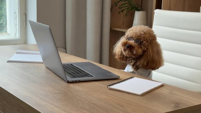Curious poodle investigating home office desk across progressive sequence