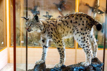 Obraz premium This image depicts a taxidermy specimen of a Eurasian lynx (Lynx lynx).The Eurasian lynx is a medium-sized cat native to European and Siberian forests, Central Asia, and the Himalayas.It is recognizab