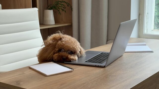 Toy poodle interacting with laptop across home office desk