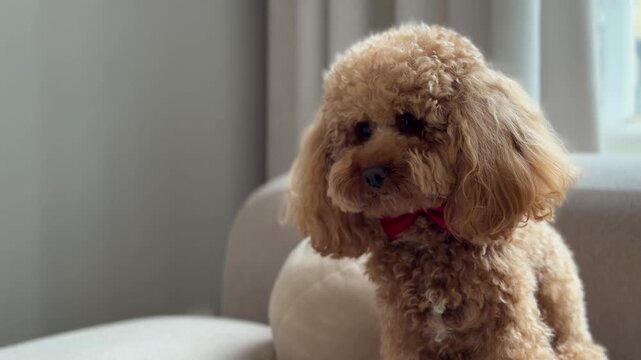 Curly brown toy dog wearing red bow tie on sofa in cozy living room