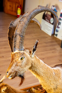 This item is a Bezoar Ibex shoulder mount, commonly featured in taxidermy collections.It is a male specimen characterized by its long, curved horns and distinctive beard.These mounts are often created