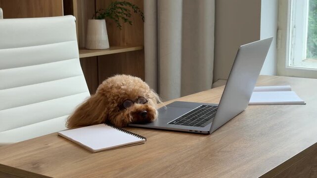 Playful poodle occupying home workspace over short sequence