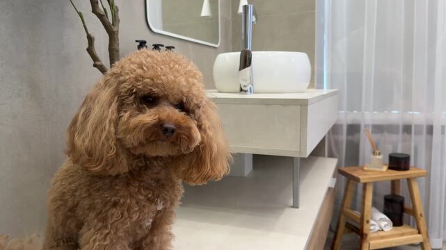 Toy poodle in modern bathroom countertop sequence showing subtle motion and calm return