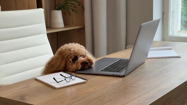 Curly brown dog observing laptop on home office desk during evolving sequence